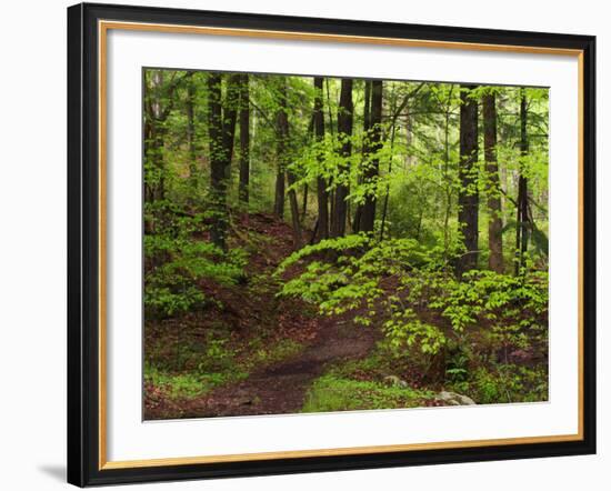 Forest Walkway, Great Smoky Mountains National Park, Tennessee, USA-Adam Jones-Framed Photographic Print