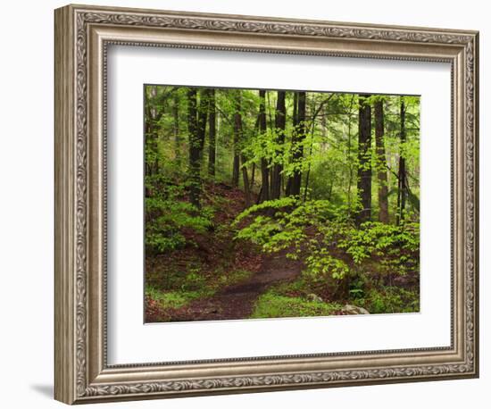 Forest Walkway, Great Smoky Mountains National Park, Tennessee, USA-Adam Jones-Framed Photographic Print