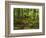 Forest Walkway, Great Smoky Mountains National Park, Tennessee, USA-Adam Jones-Framed Photographic Print