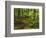 Forest Walkway, Great Smoky Mountains National Park, Tennessee, USA-Adam Jones-Framed Photographic Print