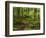 Forest Walkway, Great Smoky Mountains National Park, Tennessee, USA-Adam Jones-Framed Photographic Print