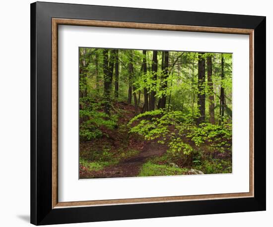 Forest Walkway, Great Smoky Mountains National Park, Tennessee, USA-Adam Jones-Framed Photographic Print