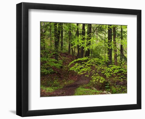 Forest Walkway, Great Smoky Mountains National Park, Tennessee, USA-Adam Jones-Framed Photographic Print