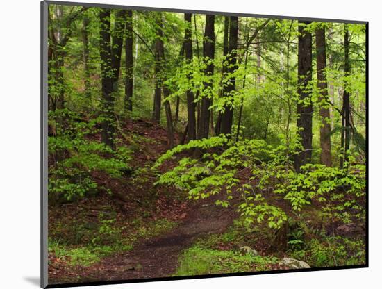 Forest Walkway, Great Smoky Mountains National Park, Tennessee, USA-Adam Jones-Mounted Photographic Print