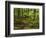 Forest Walkway, Great Smoky Mountains National Park, Tennessee, USA-Adam Jones-Framed Photographic Print