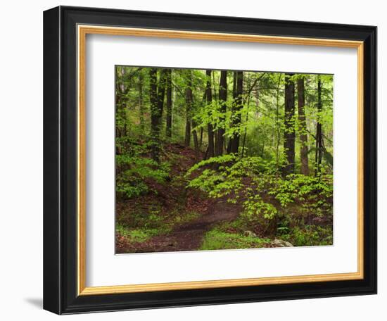 Forest Walkway, Great Smoky Mountains National Park, Tennessee, USA-Adam Jones-Framed Photographic Print