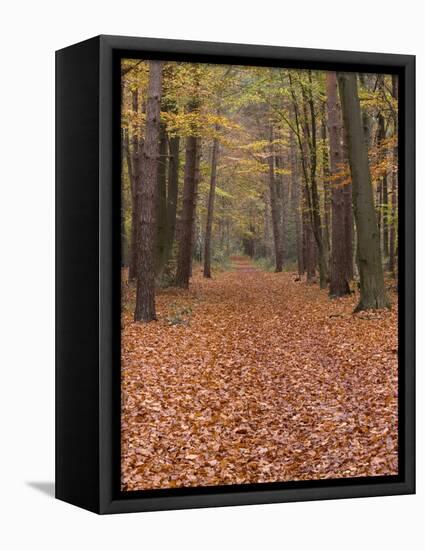 Forest Way, Paderborn, Germany-Thorsten Milse-Framed Premier Image Canvas