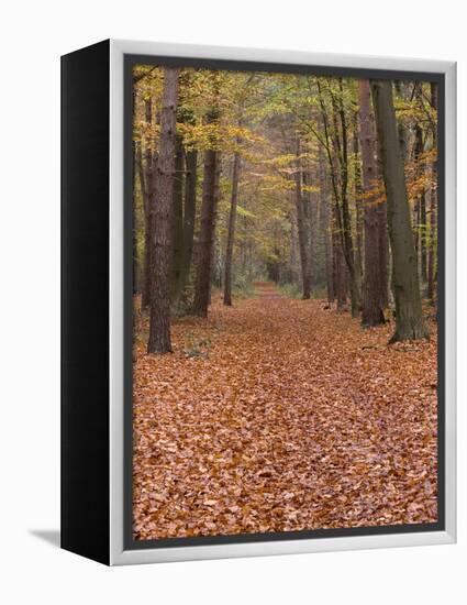 Forest Way, Paderborn, Germany-Thorsten Milse-Framed Premier Image Canvas