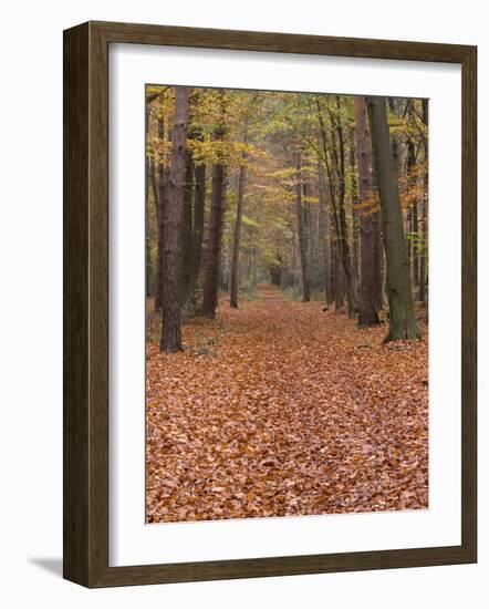 Forest Way, Paderborn, Germany-Thorsten Milse-Framed Photographic Print