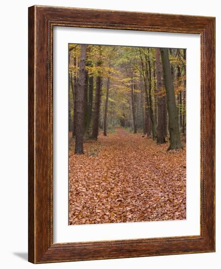 Forest Way, Paderborn, Germany-Thorsten Milse-Framed Photographic Print