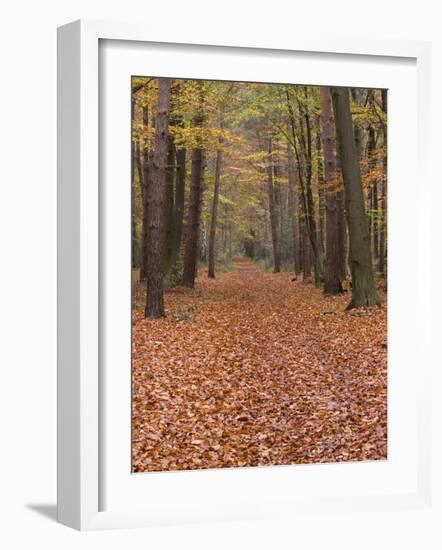 Forest Way, Paderborn, Germany-Thorsten Milse-Framed Photographic Print