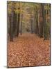 Forest Way, Paderborn, Germany-Thorsten Milse-Mounted Photographic Print