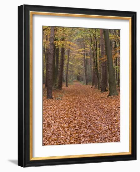 Forest Way, Paderborn, Germany-Thorsten Milse-Framed Photographic Print