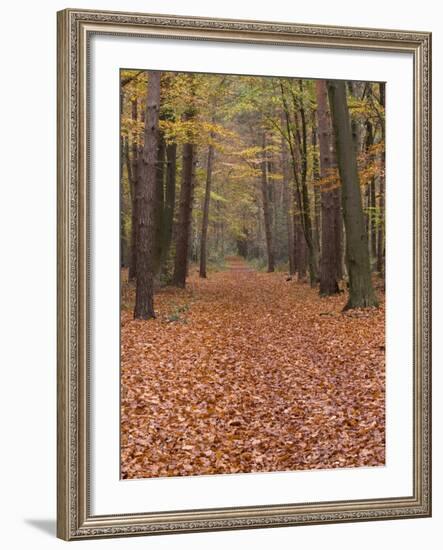 Forest Way, Paderborn, Germany-Thorsten Milse-Framed Photographic Print