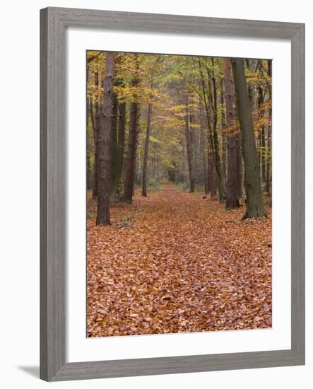 Forest Way, Paderborn, Germany-Thorsten Milse-Framed Photographic Print