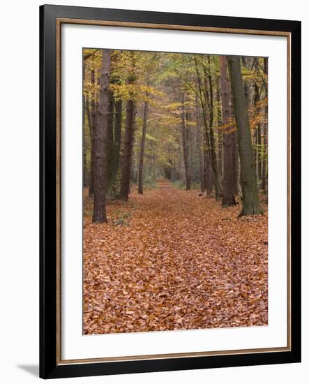 Forest Way, Paderborn, Germany-Thorsten Milse-Framed Photographic Print