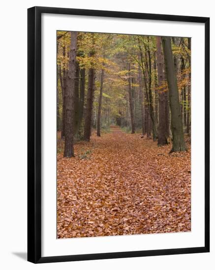 Forest Way, Paderborn, Germany-Thorsten Milse-Framed Photographic Print