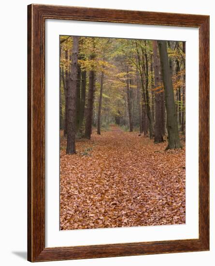 Forest Way, Paderborn, Germany-Thorsten Milse-Framed Photographic Print