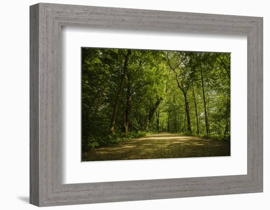 Forest way, play of light and shadow-Benjamin Engler-Framed Photographic Print