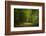 Forest way, play of light and shadow-Benjamin Engler-Framed Photographic Print