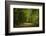 Forest way, play of light and shadow-Benjamin Engler-Framed Photographic Print