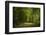 Forest way, play of light and shadow-Benjamin Engler-Framed Photographic Print