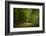 Forest way, play of light and shadow-Benjamin Engler-Framed Photographic Print