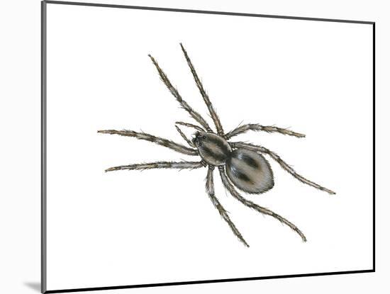 Forest Wolf Spider (Gladicosa Gulosa), Arachnids-Encyclopaedia Britannica-Mounted Art Print