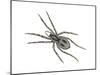 Forest Wolf Spider (Gladicosa Gulosa), Arachnids-Encyclopaedia Britannica-Mounted Art Print