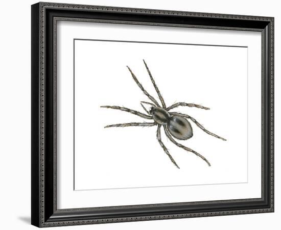 Forest Wolf Spider (Gladicosa Gulosa), Arachnids-Encyclopaedia Britannica-Framed Art Print