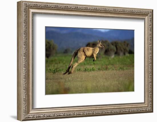 Forester Kangaroo (Macropus Giganteus Tasmaniensis) Jumping, Tasmania, Australia-Dave Watts-Framed Photographic Print