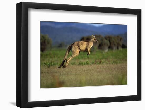 Forester Kangaroo (Macropus Giganteus Tasmaniensis) Jumping, Tasmania, Australia-Dave Watts-Framed Photographic Print