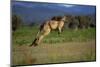 Forester Kangaroo (Macropus Giganteus Tasmaniensis) Jumping, Tasmania, Australia-Dave Watts-Mounted Photographic Print