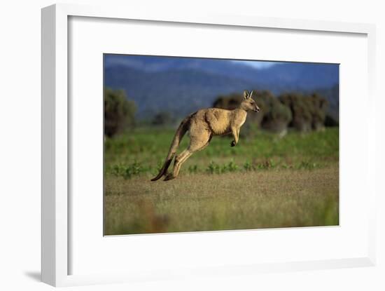 Forester Kangaroo (Macropus Giganteus Tasmaniensis) Jumping, Tasmania, Australia-Dave Watts-Framed Photographic Print