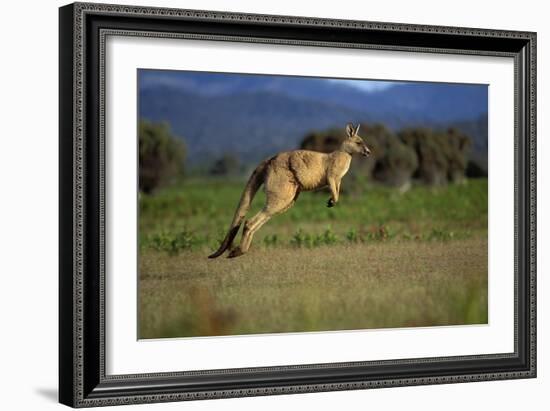 Forester Kangaroo (Macropus Giganteus Tasmaniensis) Jumping, Tasmania, Australia-Dave Watts-Framed Photographic Print