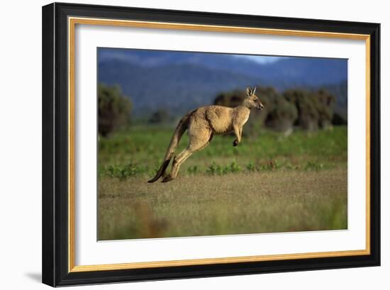 Forester Kangaroo (Macropus Giganteus Tasmaniensis) Jumping, Tasmania, Australia-Dave Watts-Framed Photographic Print