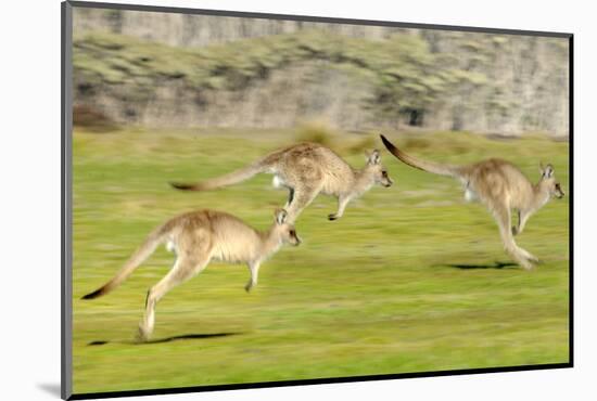 Forester kangaroo (Macropus giganteus) three leaping, Tasmania, Australia. Digital composite-Dave Watts-Mounted Photographic Print