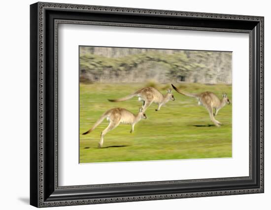 Forester kangaroo (Macropus giganteus) three leaping, Tasmania, Australia. Digital composite-Dave Watts-Framed Photographic Print
