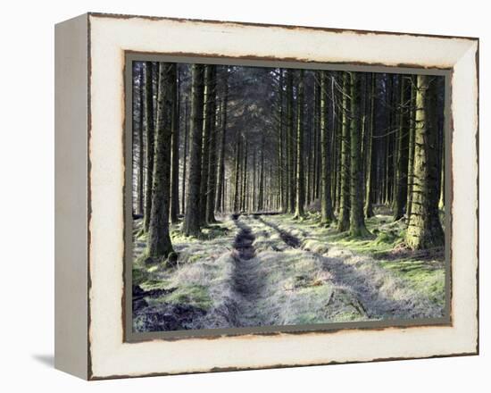 Forestry Commission Plantation, Sousons, Dartmoor, Devon, England, United Kingdom, Europe-David Lomax-Framed Premier Image Canvas