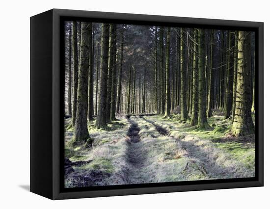 Forestry Commission Plantation, Sousons, Dartmoor, Devon, England, United Kingdom, Europe-David Lomax-Framed Premier Image Canvas