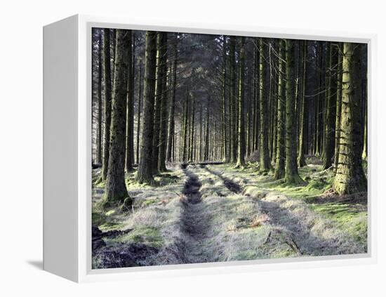 Forestry Commission Plantation, Sousons, Dartmoor, Devon, England, United Kingdom, Europe-David Lomax-Framed Premier Image Canvas