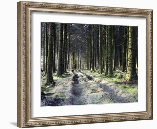 Forestry Commission Plantation, Sousons, Dartmoor, Devon, England, United Kingdom, Europe-David Lomax-Framed Photographic Print