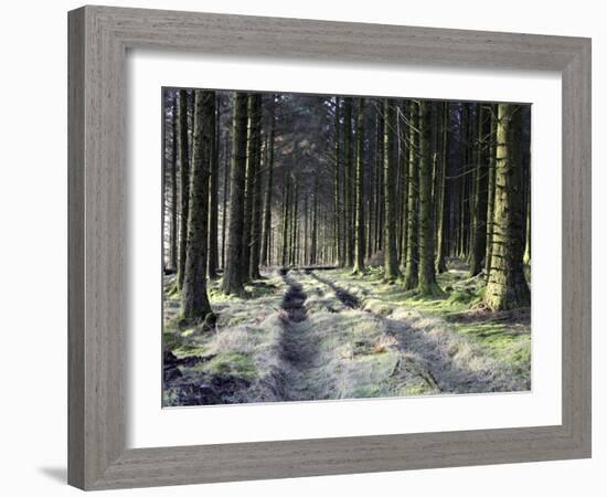 Forestry Commission Plantation, Sousons, Dartmoor, Devon, England, United Kingdom, Europe-David Lomax-Framed Photographic Print