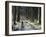 Forestry Commission Plantation, Sousons, Dartmoor, Devon, England, United Kingdom, Europe-David Lomax-Framed Photographic Print