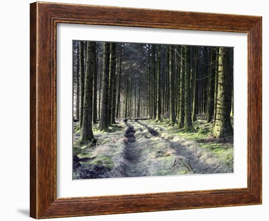 Forestry Commission Plantation, Sousons, Dartmoor, Devon, England, United Kingdom, Europe-David Lomax-Framed Photographic Print
