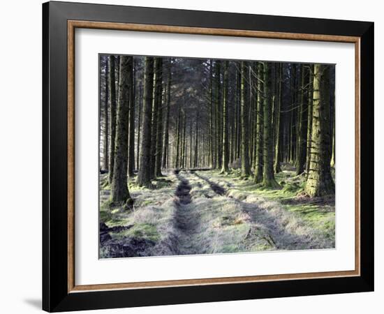 Forestry Commission Plantation, Sousons, Dartmoor, Devon, England, United Kingdom, Europe-David Lomax-Framed Photographic Print