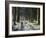 Forestry Commission Plantation, Sousons, Dartmoor, Devon, England, United Kingdom, Europe-David Lomax-Framed Photographic Print