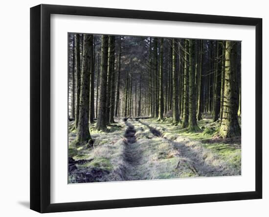 Forestry Commission Plantation, Sousons, Dartmoor, Devon, England, United Kingdom, Europe-David Lomax-Framed Photographic Print