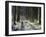 Forestry Commission Plantation, Sousons, Dartmoor, Devon, England, United Kingdom, Europe-David Lomax-Framed Photographic Print