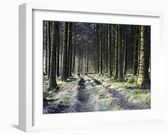 Forestry Commission Plantation, Sousons, Dartmoor, Devon, England, United Kingdom, Europe-David Lomax-Framed Photographic Print